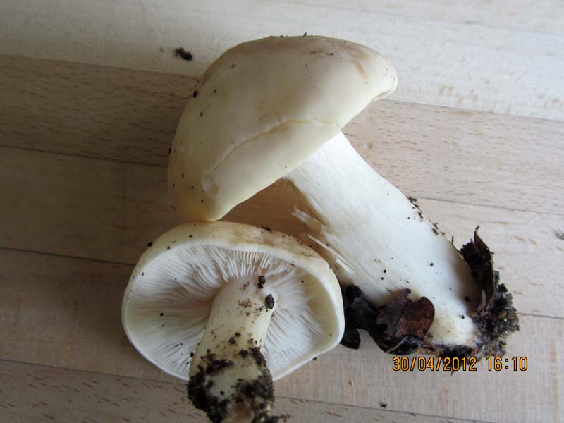 Calocybe gambosa Calocybe gambosa